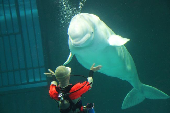 Under The Sea ソロモンの指輪 ヒトはイルカと話せるか 鴨川 千葉県 の旅行記 ブログ By ウェンディさん フォートラベル