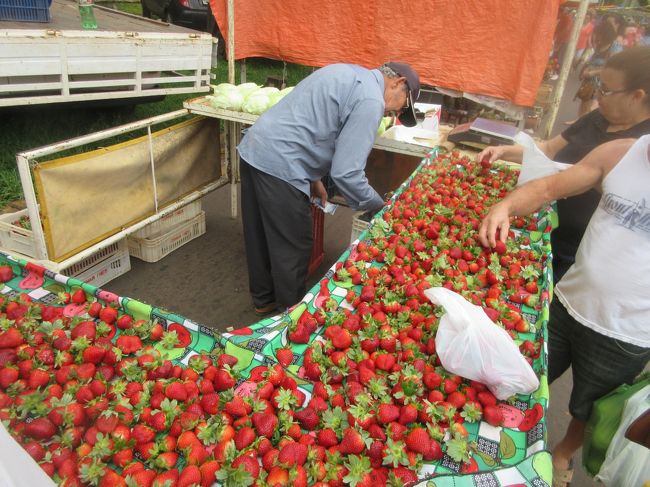 霧なんか関係ねぇー、イチゴ～！<br />　日本のより遥かに旨い<br /><br />