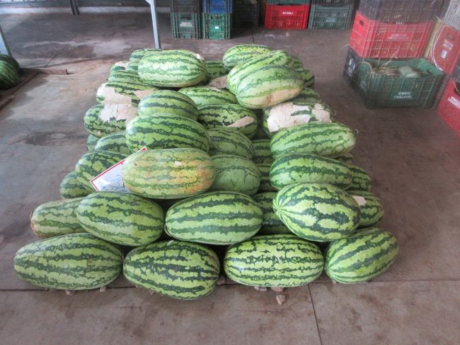 ラグビーボールみたいなスイカ<br />　真ん丸のより甘いそう<br /><br />