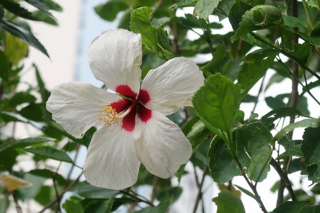 10/9<br /><br />この日は午後コンドミニアムのお庭やショッピングモールをてくてく歩いただけ。