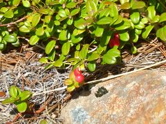 高山植物を見るのも楽しみ。
この赤い実は名前わからず。