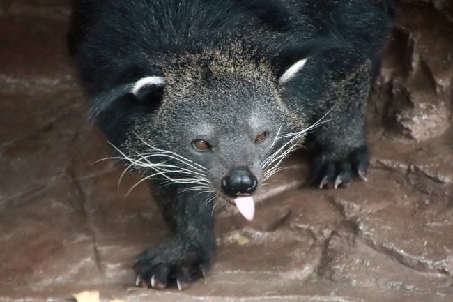 栃木 福島レッサーパンダの赤ちゃんと温泉ホテルの連休 ３ 那須どうぶつ王国 後編 王国タウンの動物 めぐりとふれあい ４ヶ月ぶりでもリニューアル配置換えがあってビントロングが旧レッサーパンダ展示場へ カピバラの赤ちゃんたち大人サイズになっても可愛い