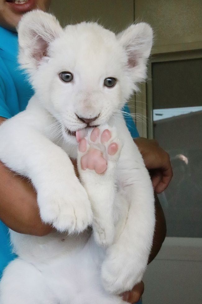 栃木 福島レッサーパンダの赤ちゃんと温泉ホテルの連休 ６ 東北サファリパーク 後編 冬と違って動物が多かったウォーキング エリア 連休特別バージョンのショー ホワイトライオンの赤ちゃんの リズムちゃんにめろめろ 二本松 福島県 の旅行記 ブログ By まみさん