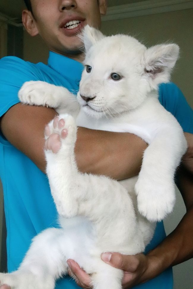 栃木 福島レッサーパンダの赤ちゃんと温泉ホテルの連休 ６ 東北サファリパーク 後編 冬と違って動物が多かったウォーキング エリア 連休特別バージョンのショー ホワイトライオンの赤ちゃんの リズムちゃんにめろめろ 二本松 福島県 の旅行記 ブログ By まみさん