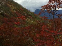 ナナカマド　下りてくるとまだ紅葉にお目にかかることが出来ます。雲が出てきて少し暗くなりました。