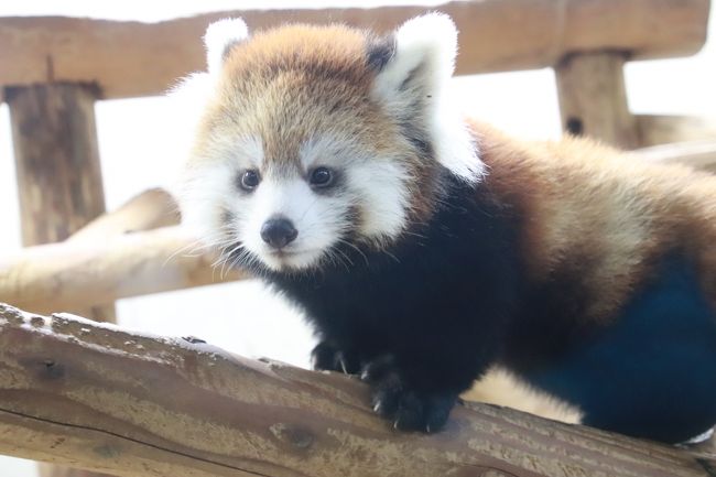 埼玉こども動物自然公園で今年もレッサーパンダの赤ちゃん誕生 公開２日目のハナビちゃんとソウソウくんの次女でみやびちゃんの妹 北園中心に回った肌寒いスロースタートの秋 東松山 埼玉県 の旅行記 ブログ By まみさん フォートラベル