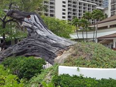 ハレクラニのシンボル的なキアヴェの木が倒木したのは
2016年8月21日でした。
自然倒木らしいですが、ワイキキの砂浜の浸食が原因だったとも言われています。
木の根元に、ハワイ原産のイリマの花が沢山咲いていました。
ちょっと神秘的な事を感じました！