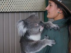 コアラ、ウォンバット他とのタッチ＆記念撮影やカンガルーの餌付けなど動物と触れ合える