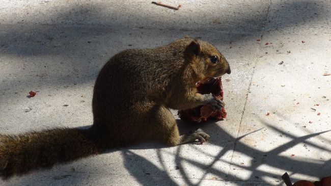 すぐそばにリスが来ました。アメリカの国立公園によく行くので、野生の動物にエサを与えるのは抵抗があります。どうしたものかと考えているうちに、他の客が与えていました。