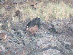 キングスランドのゴルフ場で山羊がお出迎え