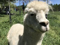 「長門牧場」
入園料とかないんですね…駐車場で車を降りると、いきなり牧場～
家族連れで賑わっていました。

アルパカさん、おすまし顔ですねw