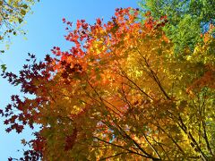 今日も朝から良い天気～(*^^)ｲｪｲと
最初に駆けつけたのは定山渓温泉。
定山渓観光協会のHPによると
定山渓温泉街の紅葉は120％の色づき.☆*
100％越えってどーいうことー。