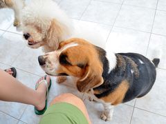 実家で犬と戯れる。