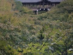 東福寺に足を伸ばしてみました。