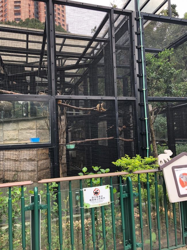 金色のサル。地元の動物園にはいないサルで長男が大興奮！