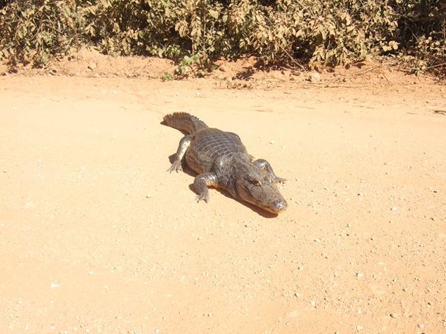 ワニちゃん、さよなら～！！