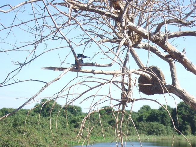 カワセミ・・・と思われます。