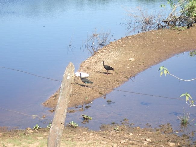 サギ・・・かなあ。