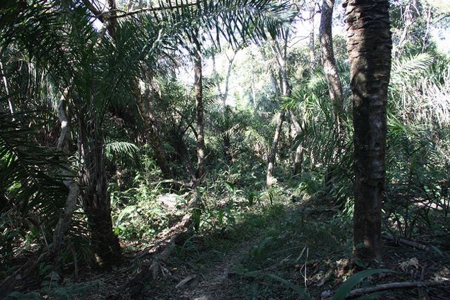 道があるとはいえ、ジャングルっぽくてけっこう怖いです。笑