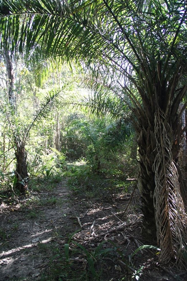 ６月２４日<br /><br />今日も鳥の声で目覚めます。必然的に早起きになるので、今日も朝食前にお散歩。食堂の奥に、お散歩コースというかちょっとうっそうとした森があって、そこが歩けるようになってるのでそこにいってみました。<br /><br />いいお天気で、陽の光と鳥の声が本当に心地よく、爽やか～！