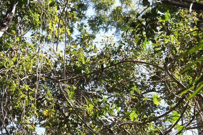 暑くないのでとっても過ごしやすい。い～い声で鳴いていた鳥。