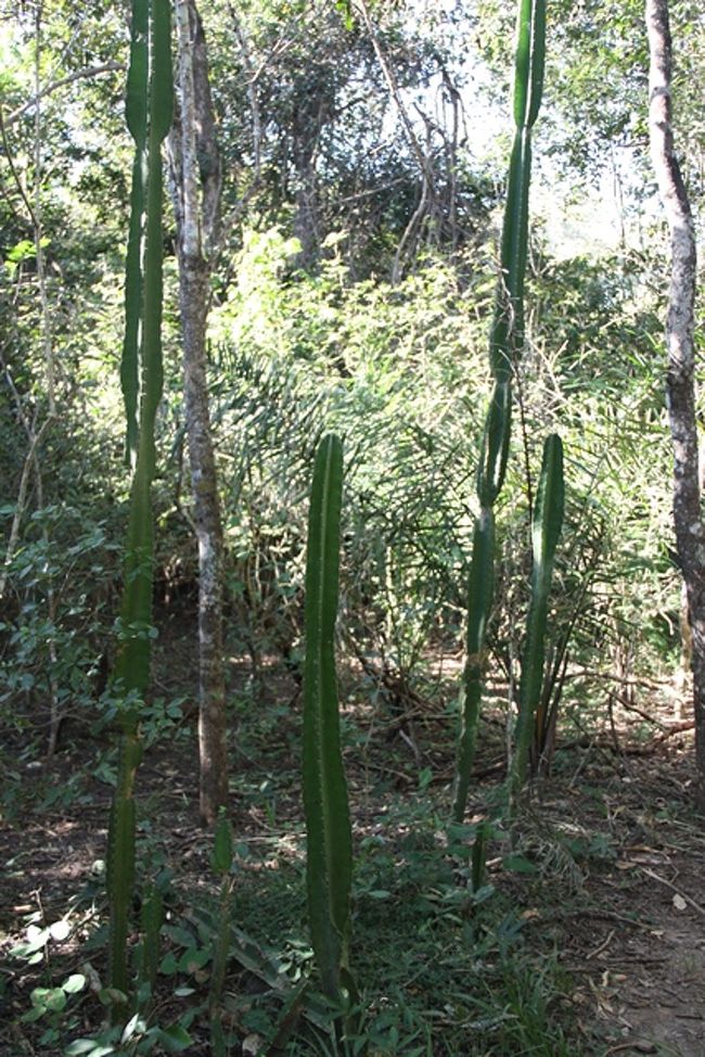 サボテン？！珍しい形でした。