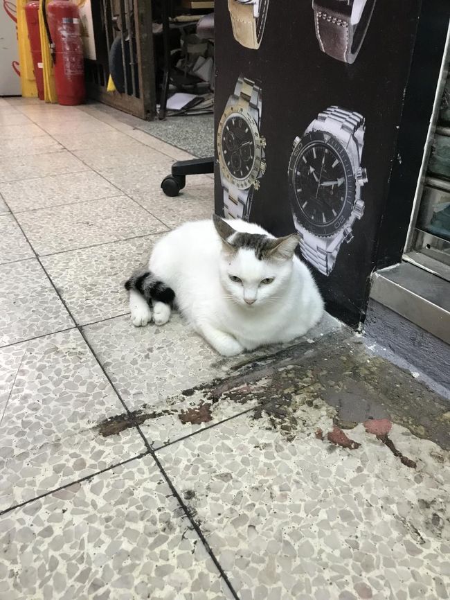 朝一でホテルを脱出。<br />ねこ。