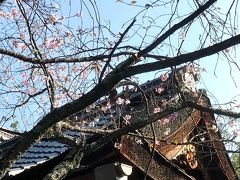 朝いちばんに平野神社へ。
季節外れの桜が・・・。
前話
https://4travel.jp/travelogue/11414355