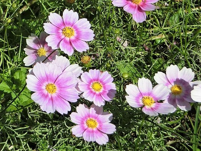 秋晴れに誘われ 大阪万博記念公園 自然文化園の花の丘で コスモス三昧 の一日を過ごす 18 吹田 万博公園 大阪 の旅行記 ブログ By Hy 2217さん フォートラベル 秋晴れに誘われ 大阪万博記念公園 自然文化園の花の丘で コスモス三昧 の一日を過ごす 18 吹田 万博公園 大阪 の旅行記 ブログ By Hy 2217さん フォートラベル