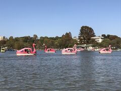 東京・上野「上野恩賜公園」の不忍池のボートの写真。

