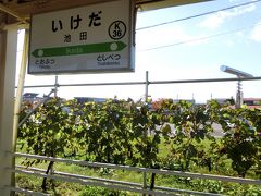 池田駅ではブドウがお出迎え