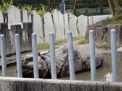 次の日は今人気のイケメンゴリラのシャバーニを見に東山動物園へ行きました。