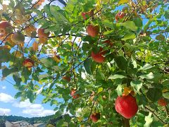 南小国のアップルパイが食べたくて、林檎の樹に寄って帰ります。
お店の前のりんごの木にたくさん実がなっていました。
