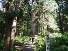 羽黒山の爺スギ