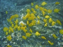 ケアラケクア湾にてシュノーケリング