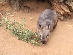 時間があったので動物園に行きました。
かなり広かったです。
やや急ぎ足でも2時間じゃ足りないくらい。