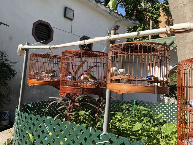 花屋さんが並ぶ「フラワーマーケットロード」や、<br />おじさんたちが自慢の小鳥を見せ合いっこする公園「バードガーデン」をお散歩しました。日本ではあまり見ないような珍しい色の小鳥がたくさん。