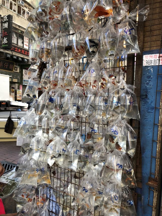 金魚街では、袋に入った金魚が売られていました。<br />直射日光で水温上がっちゃうんじゃないか…と心配になる。。。<br /><br />喉が渇いたので一休み～と思ったのですが、日曜なのでお目当のお店はどこも大混雑。