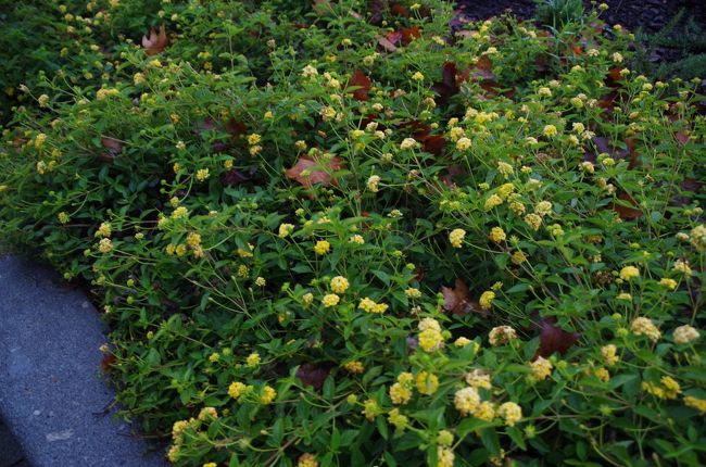 モーロ庭園公園の土手の名前は知らない花が咲いていた。