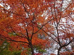 中禅寺湖の湖畔は紅葉真っ盛りでした。