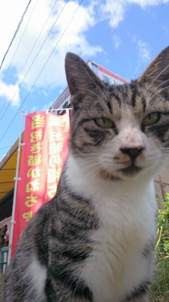地元さるく 宝が当たる 高島 宝島 唐津 虹の松原 佐賀県 の旅行記 ブログ By さるくさん フォートラベル