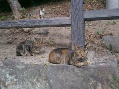 唐津城の麓へ&#127983;
早稲田ん前の遊歩道には野良猫がたむろっとる&#128572;