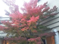 紅葉になりかけのグラデーションもきれいだよね。