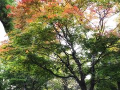 見頃まではもう一歩といった感じですが、木も色づき始めています。雪虫も沢山飛んでいました。