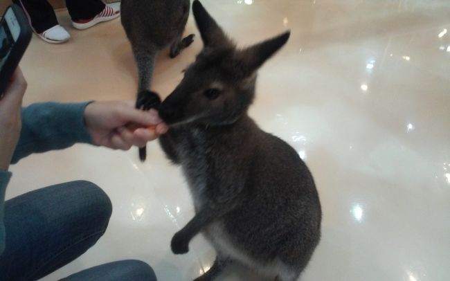 カンガルーの赤ちゃんかと思ったら違うらしい。