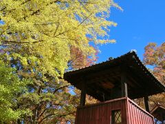 上田城到着。イチョウやケヤキの紅葉がきれいだ。