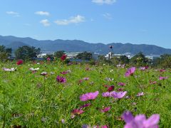 コスモス園に到着♪　５５０万本のコスモスの種が蒔かれたんだって。