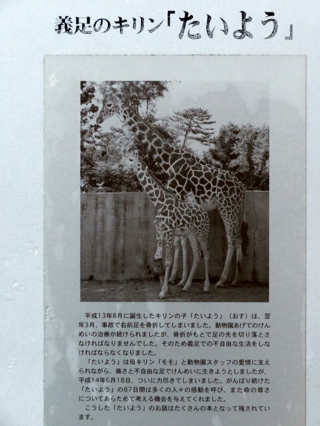 仙台 秋田レッサーパンダの赤ちゃん詣と温泉ホテルの旅 ４ 秋田前泊はいつもの 天然温泉 こまちの湯 ドーミーイン秋田 ほんのり紅葉の大森山動物園 たっぷり買った秋田みやげ 三陸産海宝漬はむしろ仙台みやげ なつかしのレッサーパンダ ナナちゃんの写真集