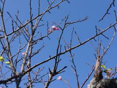 南国沖縄ですが、台風の後は肌寒い日が続いていまして
通常は１月下旬から咲く寒緋桜が狂い咲きしていました。
そんくらい、さぶかってんて！
４０度の真夏の内地から移動して
真夏日の沖縄を過ごし、すっかり南国体質になっていたので、
１８度程度でも肌寒くなるほど、すっかり軟弱になってしまいました…
雪国育ちのくせに（笑）