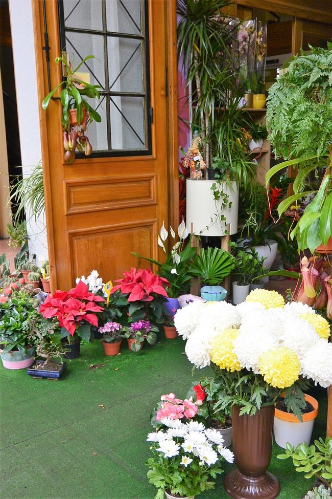 肉専門の屋内マーケット（Gradska trznica）<br /><br />お花屋さんにポインセチアが出てきました。